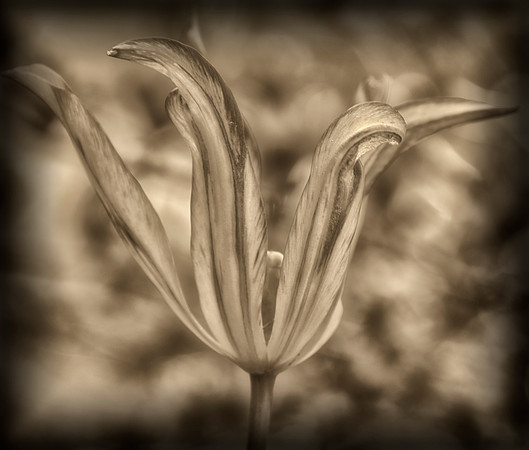 2-14~Flowers~A bit of Sublime~Leslie Braun