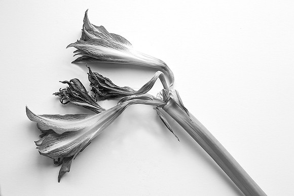 23-Score 5 - Wilting Amaryllis: Margaretha Maryk
