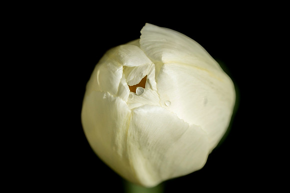 Droplet - Roger Patterson