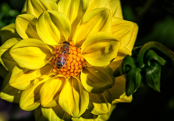 24-Score 5 -   Dahlia and Visitor: Jan Crawford