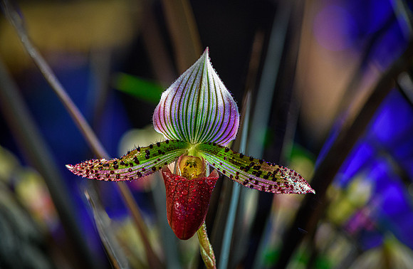 2-25~Flowers~Abstract Orchid~Vance Deason