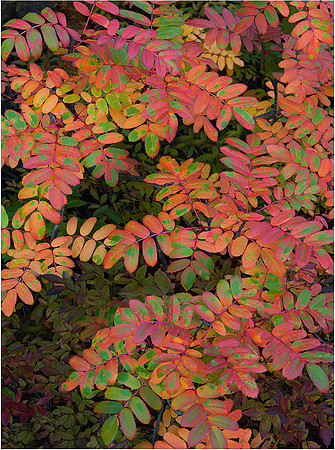 6-06~Nature~Mountain Ash in Autumn~Murphy Hektner