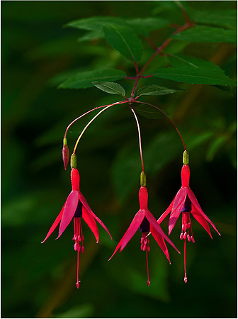 2-HM3)2-29~Flowers~Fuchsia~Murphy Hektner