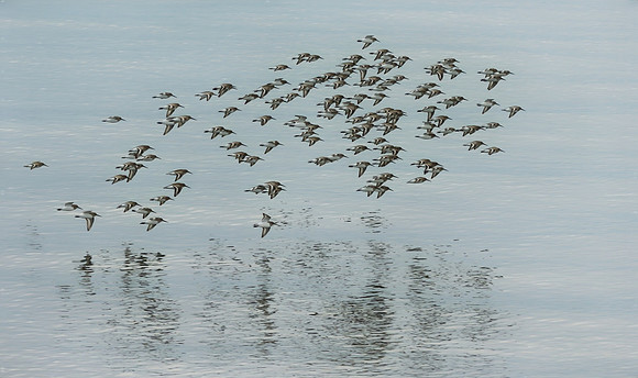 Dunlins at Sandy Point - Stephen Frye