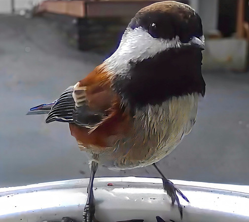 Chestnut backed- Chickadee - Cathey Frederick