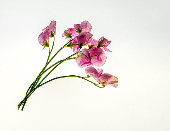2-Z1)2-23~Flowers~High Key Sweet Peas~Ken Ballweg