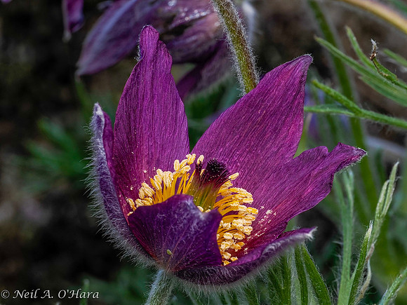 European Pasqueflower - Neil O'Hara