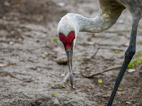 Sandhill Crane - Neil O'Hara