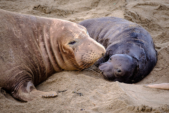 Mother and Child - Ron Edman