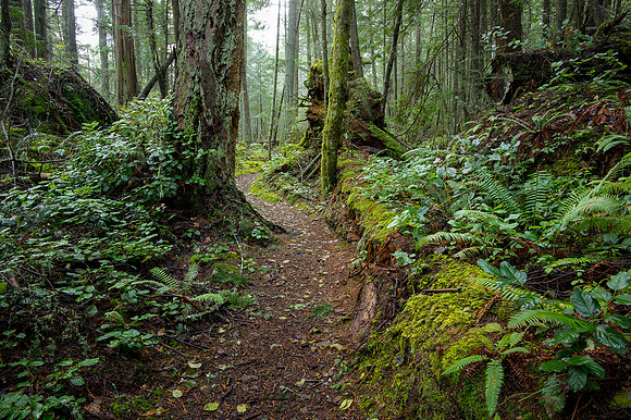 A Favorite Trail - Ramona Hammerly