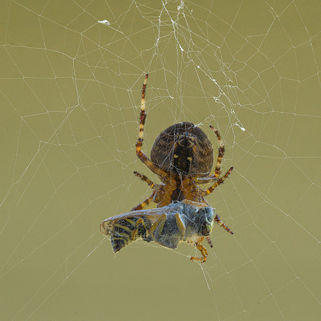 R Hammerly_Close-up_Spider with Prey