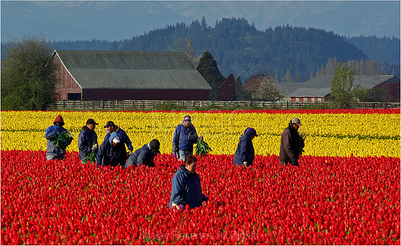 01)50~Open~Skagit Valley Tulip Harvest~Marilyn Hektner