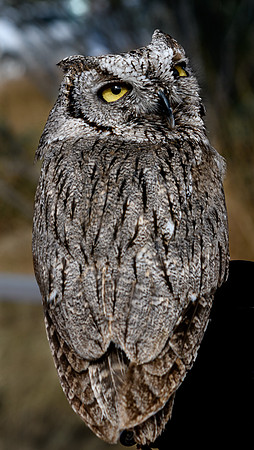 1-22~Birds~Pygmy Screech Owl~Vance Deason