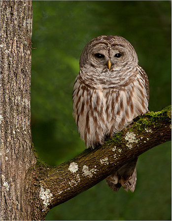 1-HM3)1-16~Birds~Barred Owl~Murphy Hektner
