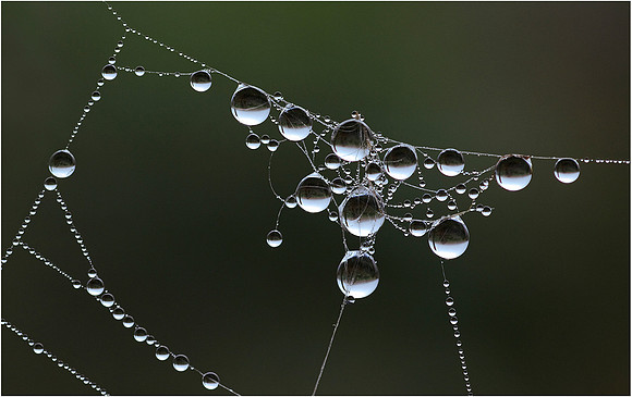 Dew Drops