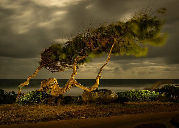 Kauai Beach Tree - Roger Patterson