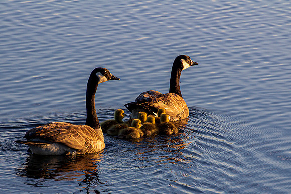 Family gathering - Roger Patterson