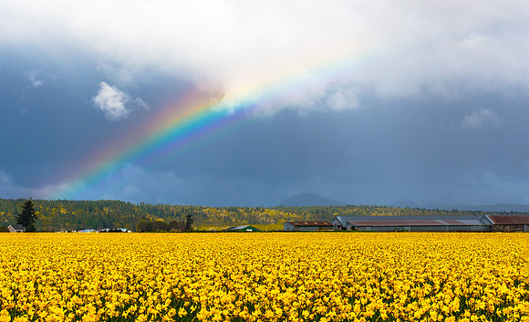 Skagit Valley Daffodils