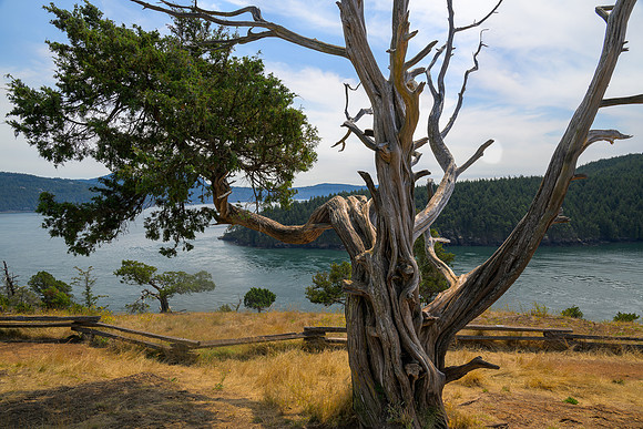 Old Tree Washington Park Overlook - Ron Edman