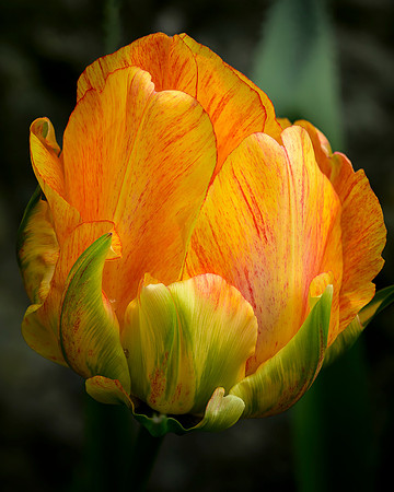 Tulip (focus stacked) - Ron Edman