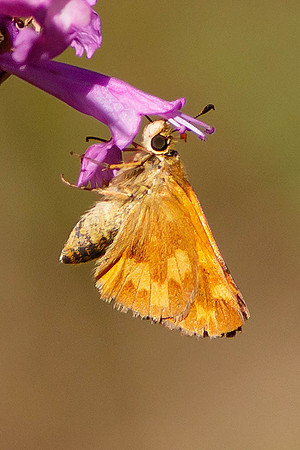 Woodland Skipper - Roger Iverson