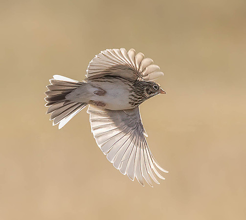 Vesper Sparrow - Roger Iverson