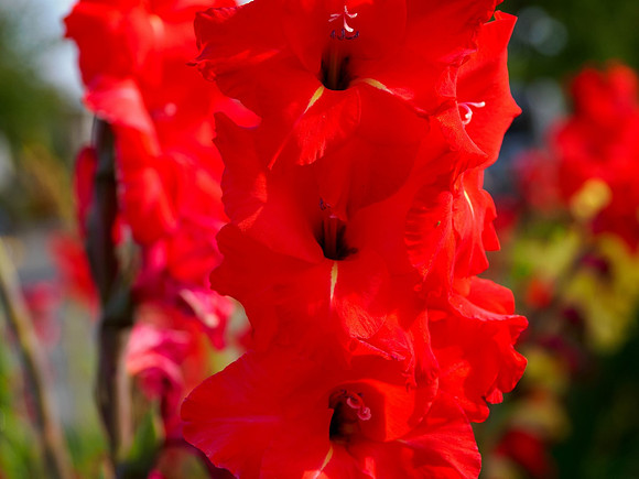 Really Red - Neil O'Hara