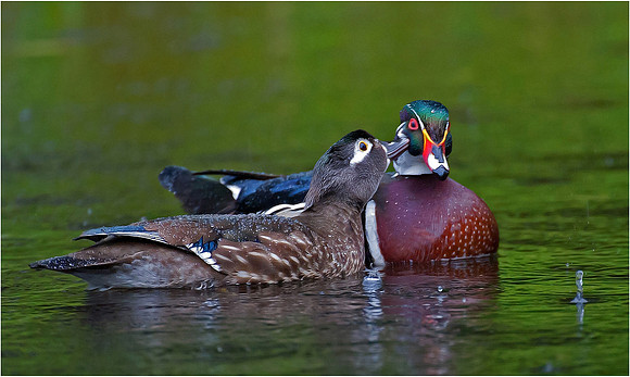 Wood Duck Pair - Murphy Hektner
