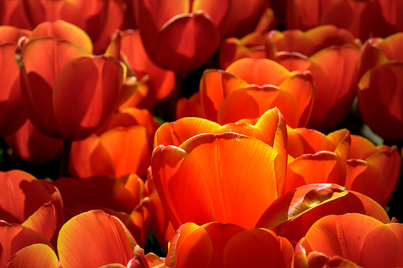 Backlit Tulip - Ron Edman