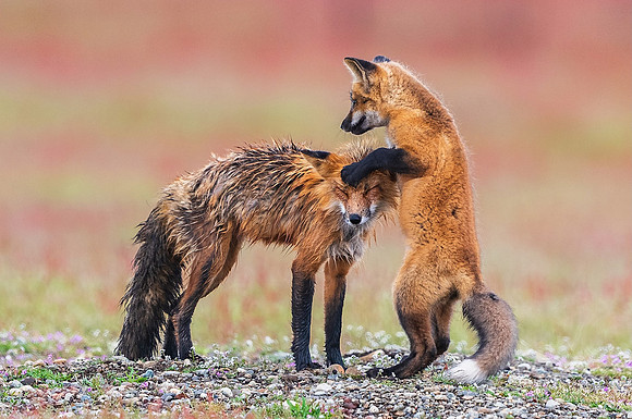 Motherly Love - Ken Salzman