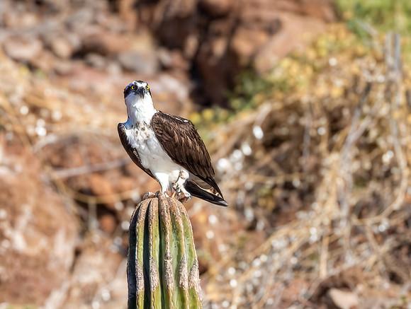 2-05)12~2nd Choice~Osprey~Joan Ritzenthaler