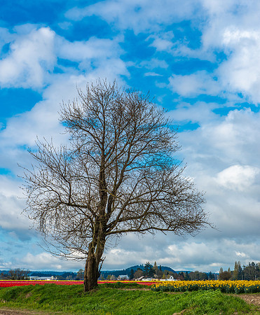 Skagit Spring