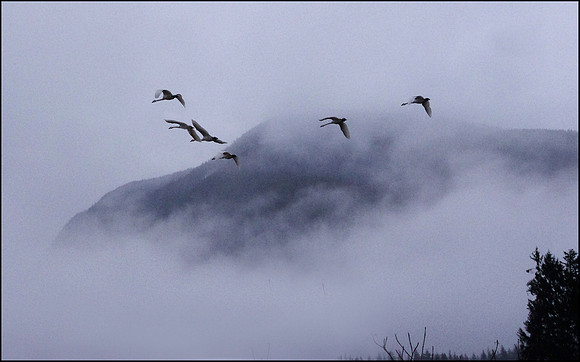 1-28~Birds~Swans in the Mist~Marilyn Hektner