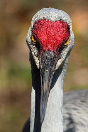 Stare Down - Ron Edman