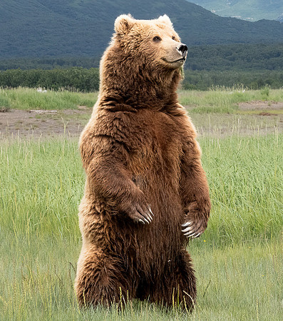 Joan Ritzenthaler~Second Choice~Curious bear