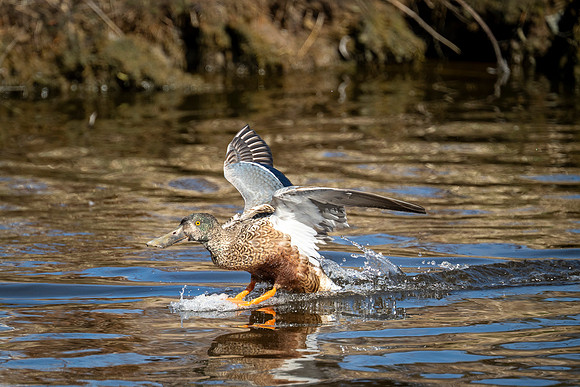 Smooth Landing - Ron Edman