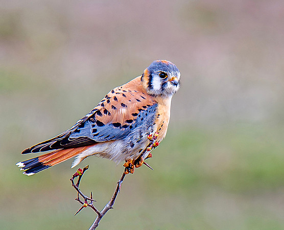 Kestrel - Jack Kienast