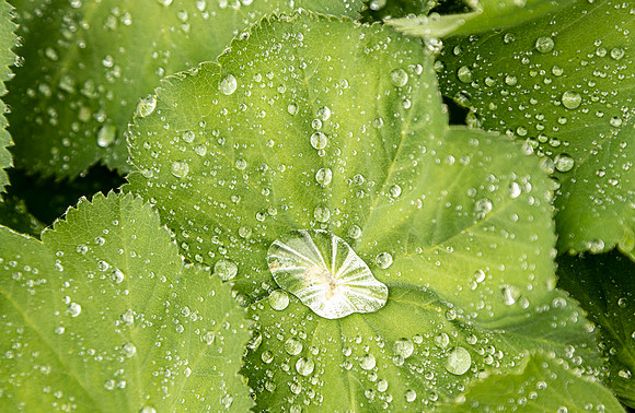 Dew Drop-in - Roger Patterson
