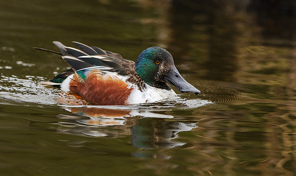 1-05~Birds~Northern Shoveler~Ken Salzman