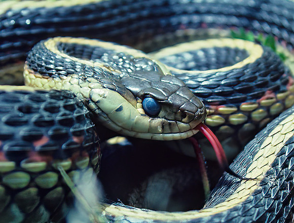 Terrestial Garter Snake