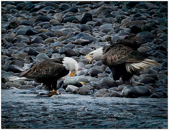 1-19~Birds~I'm Talking to You~Keith Clements