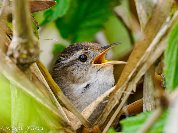 Marsh Wren - Neil O'Hara