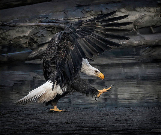 1-Z1)1-03~Birds~Keep In Step~Keith Clements