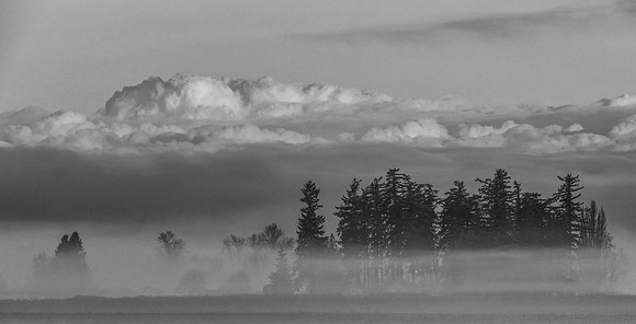 4-31~Monochrome~Fog-Trees-Clouds GS~Stephen Frye