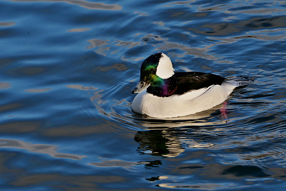 Bufflehead - Stephen Frye