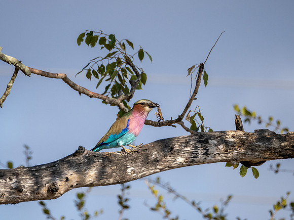 Lilac-breasted roller ~Travel~ Joan Ritzenthaler