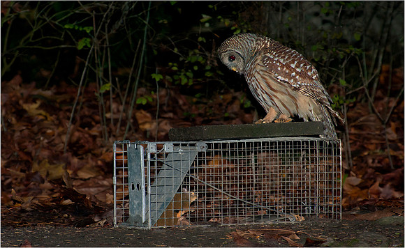 1-26~Birds~I See You~Murphy Hektner