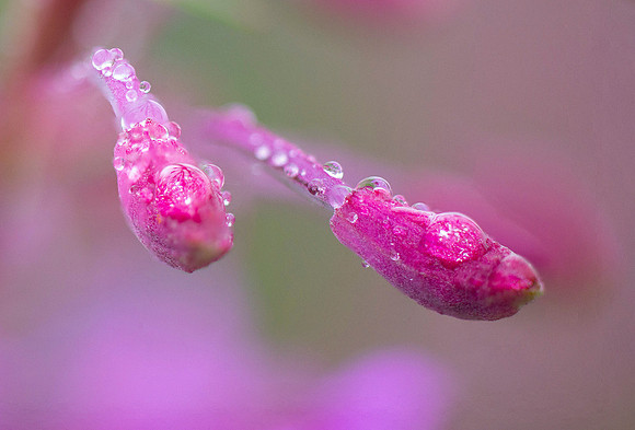 Fire weed - Roger Patterson