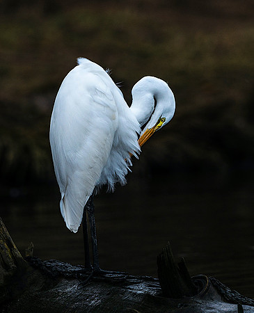 Great Egret
