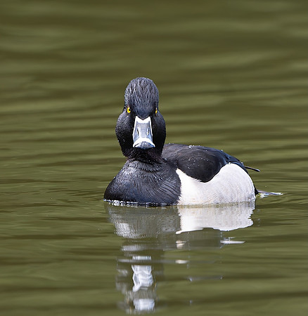 Angry Duck - Ken Salzman